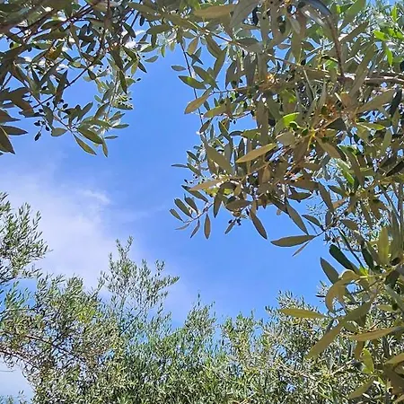 Oleander * Ermioni