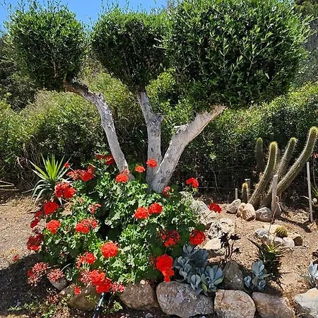 Oleander *